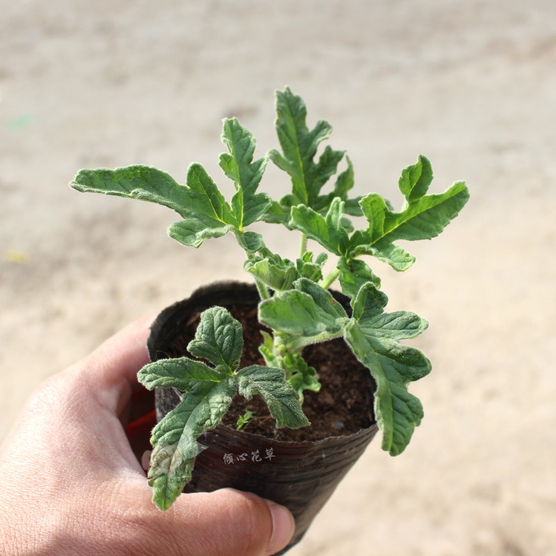 玫瑰天竺葵香草盆栽苗花卉香气