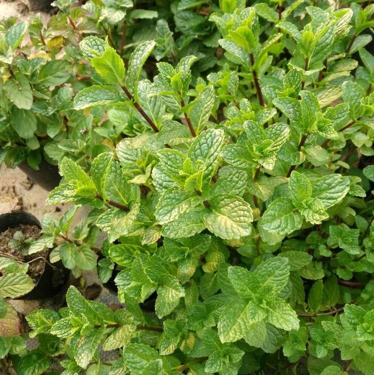 驱蚊植物食用薄荷苗薄荷盆栽包邮