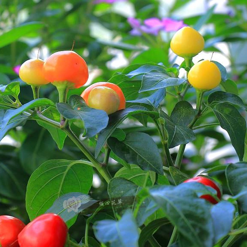 观赏椒阳台庭院植物盆栽苗