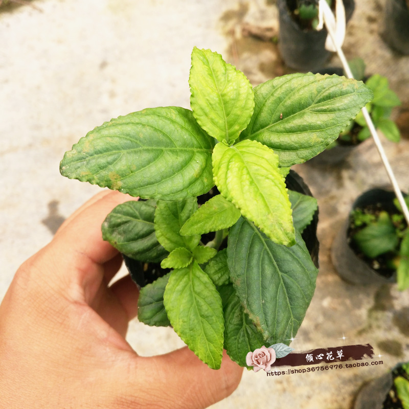 糯米香茶苗阳台庭院树荫泡水