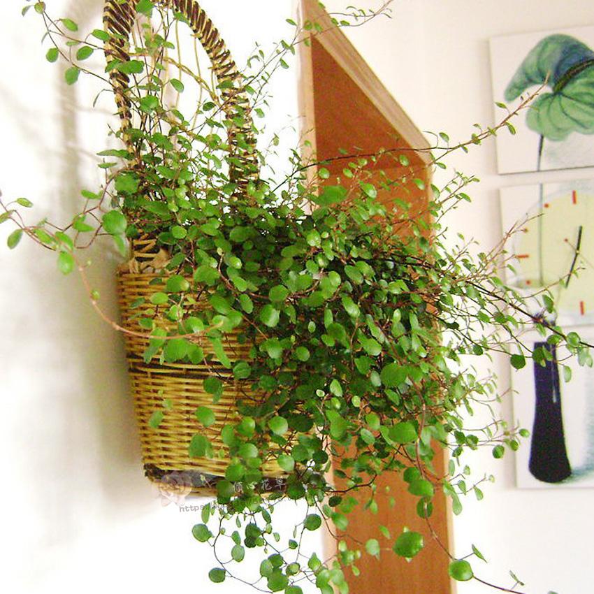 霓虹花叶花卉千叶吊兰