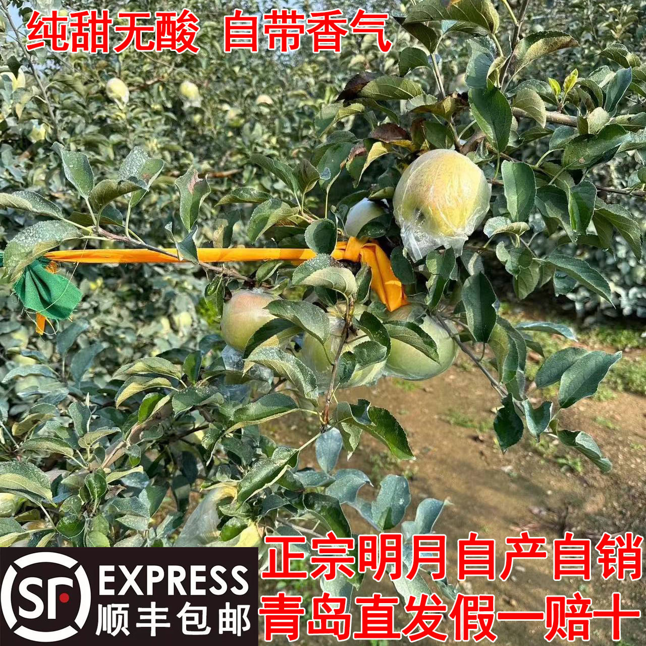 顺丰包邮青岛胶南宝山明月苹果日本青森当季酥脆多汁水蜜桃青苹果