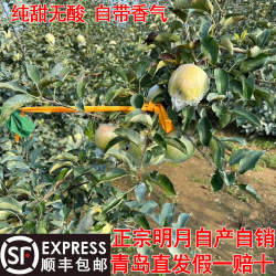 顺丰包邮青岛胶南宝山明月苹果日本青森当季酥脆多汁水蜜桃青苹果