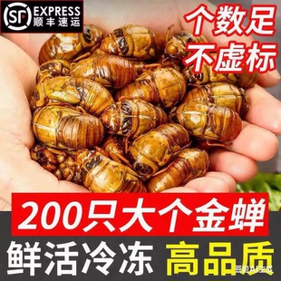2026山东大知了猴新鲜现抓活体金蝉冷冻结了龟爬叉猴蛹顺丰包邮