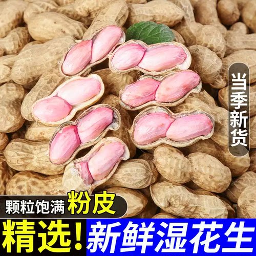 2026现挖新鲜花生带壳泥巴湿花生四川农家自种新鲜水煮红粉皮花生