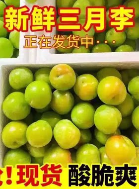 广西新鲜三月李5斤大果腌制酸脆青李子水果现货速发孕妇整箱包邮