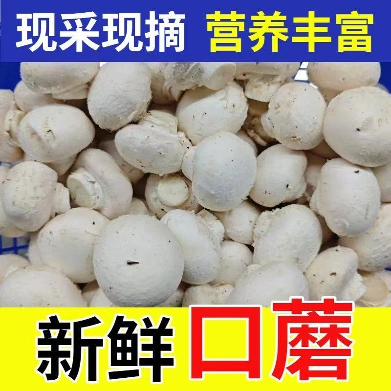 新鲜白蘑菇500g 现摘口蘑菇食用菌菇双孢菇煲汤火锅炒菜时令蔬菜