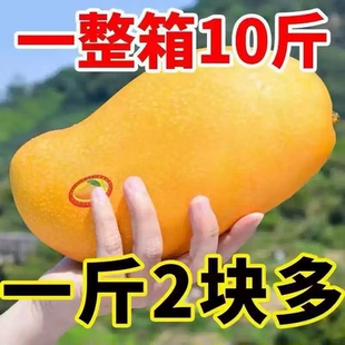 海南金煌芒芒果新鲜10斤整箱现摘薄皮当季大果孕妇水果水仙芒包邮