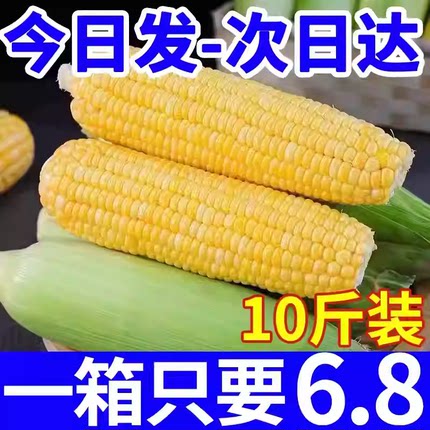 云南水果玉米新鲜金银玉米10斤农家现摘生吃甜嫩玉米棒子爆浆包邮