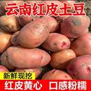 云南新鲜现挖红皮黄心粉糯土豆10 5斤现挖马铃薯土豆洋芋红皮土豆
