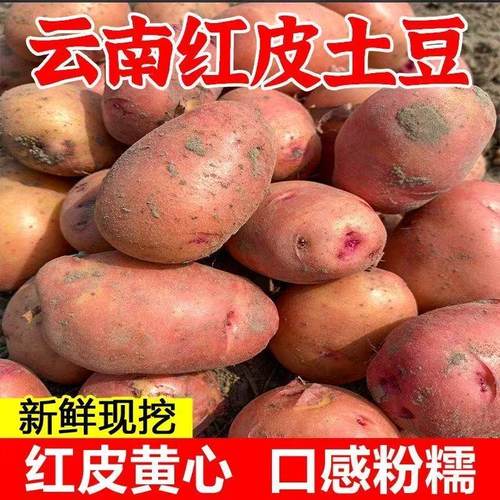 云南新鲜现挖红皮黄心粉糯土豆10/5斤现挖马铃薯土豆洋芋红皮土豆