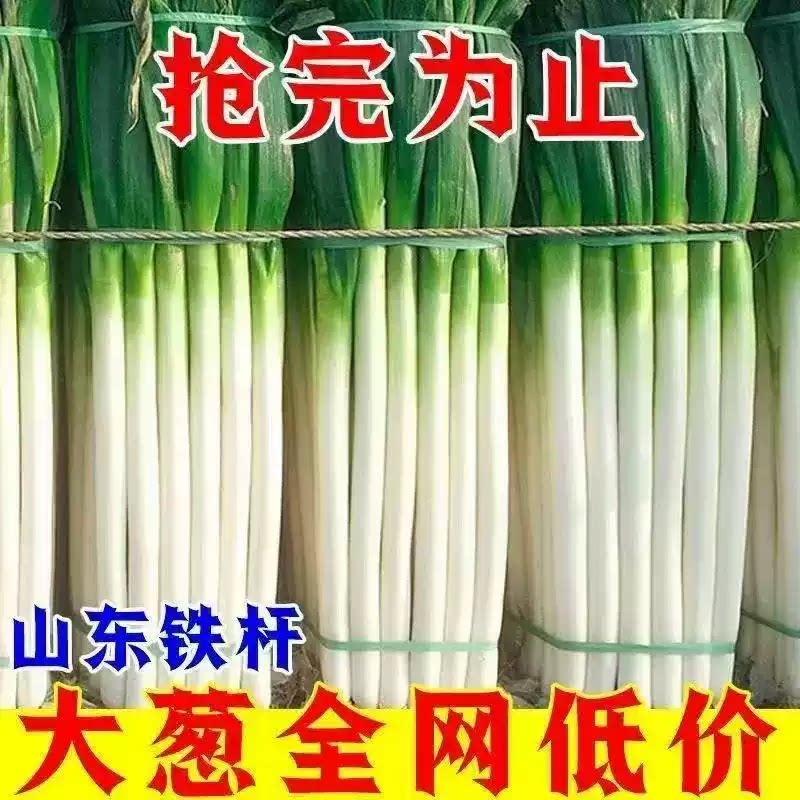 2026头茬大葱原汁原味正宗精品铁杆大葱农家现挖现发新鲜脆嫩