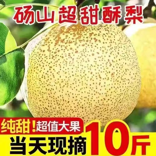 【高品质】正宗安徽砀山梨酥梨10斤大果梨子新鲜水果当季产地直发