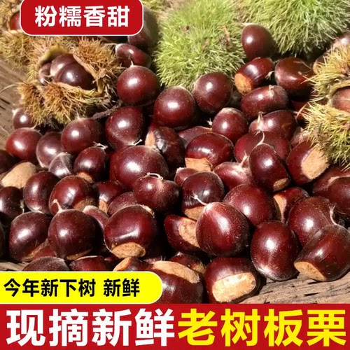 2026新货云南新鲜板栗新鲜野生板栗当季现摘新下树粉糯农家板栗子