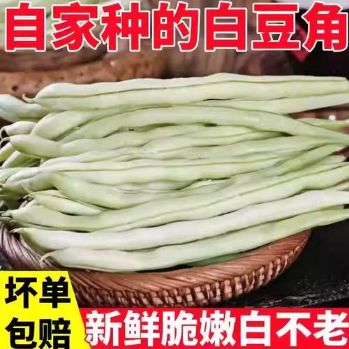 山东白豆角白芸豆白大架白不老山东农家扁豆现摘现发新鲜蔬菜