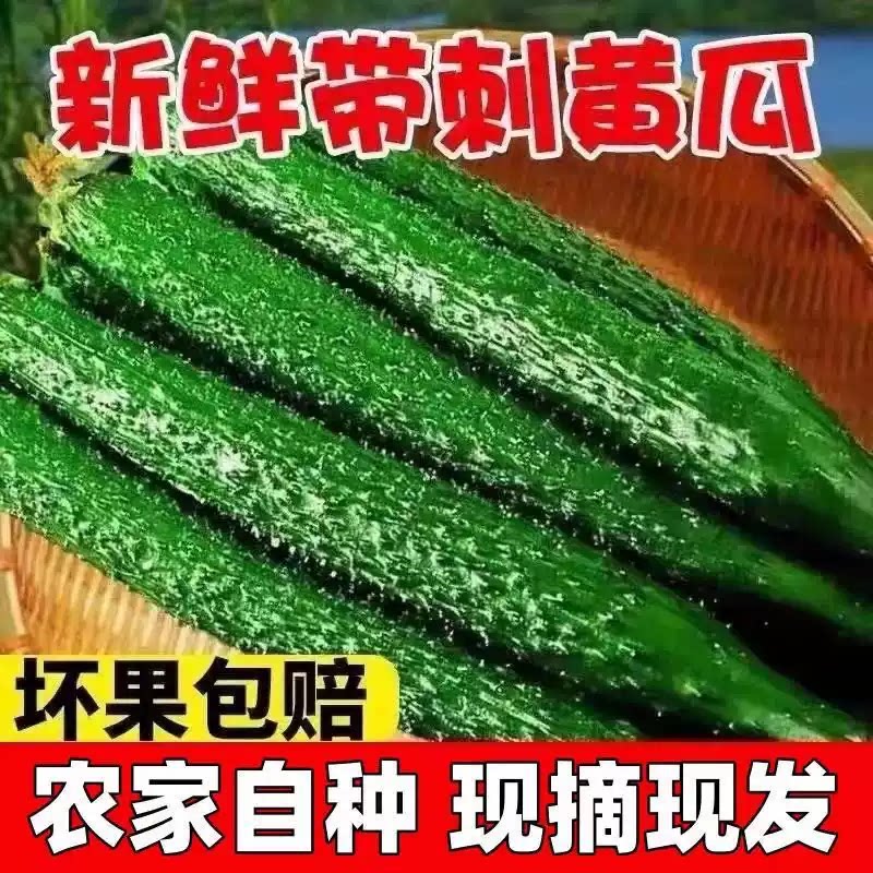 山东当季现摘新鲜黄瓜农家自种蔬菜小青瓜带刺长5斤特价包邮生鲜