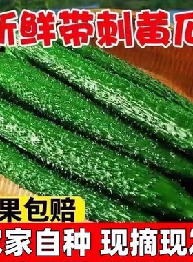 山东当季现摘新鲜黄瓜农家自种蔬菜小青瓜带刺长5斤特价包邮生鲜