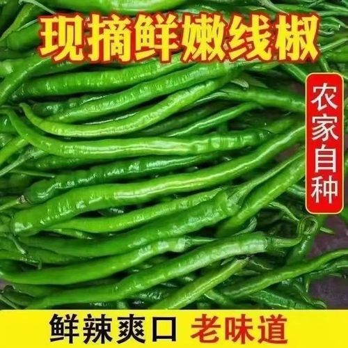 会龙青线椒二荆条辣椒新鲜现摘现发微辣长线椒中辣剁椒批发价包邮