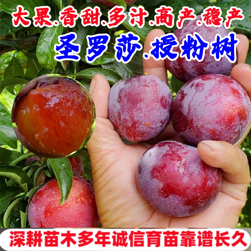 李树果苗嫁接圣罗莎李子树苗公树杏李专用授粉树李子苗南北方种植