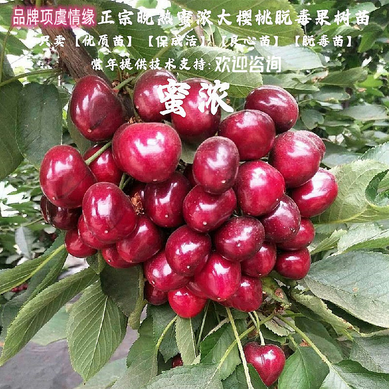 耐寒抗冻小樱桃白玉毛樱桃苗山樱野生白樱桃树苗盆栽地栽当年结果