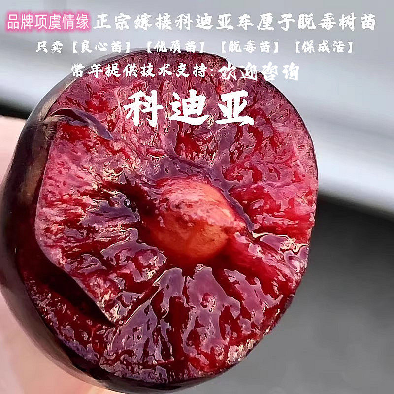 晚熟kordia科迪亚车厘子苗嫁接柯迪亚大樱桃树苗南方北方种植果树
