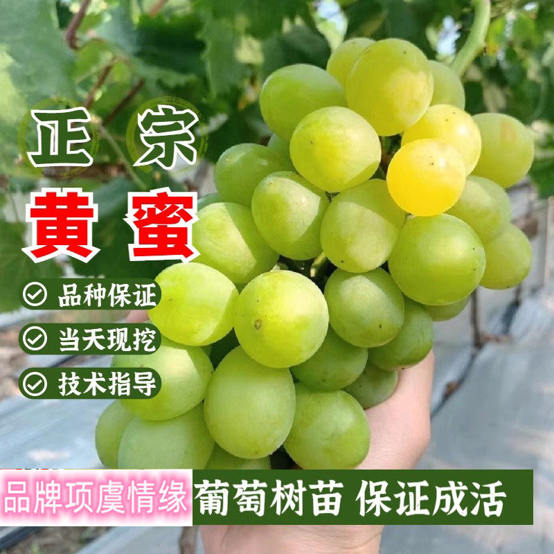 黄蜜葡萄树苗早熟无核香甜黄玉葡萄苖盆栽地栽南方北方当年结果苗