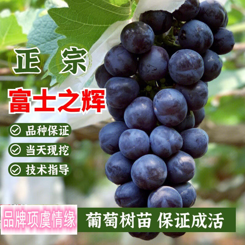 新品种嫁接富士之辉葡萄树苗黑色阳光玫瑰葡萄苗庭院地栽爬藤果苗