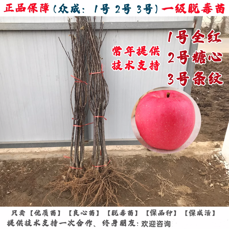 众成一号苹果树苗嫁接三号脆甜红富士苹果苗全红晚熟南方北方种植