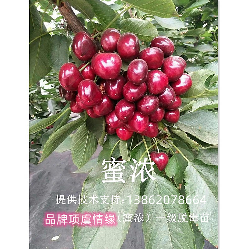 晚熟硬脆甜蜜浓车厘子樱当年结果