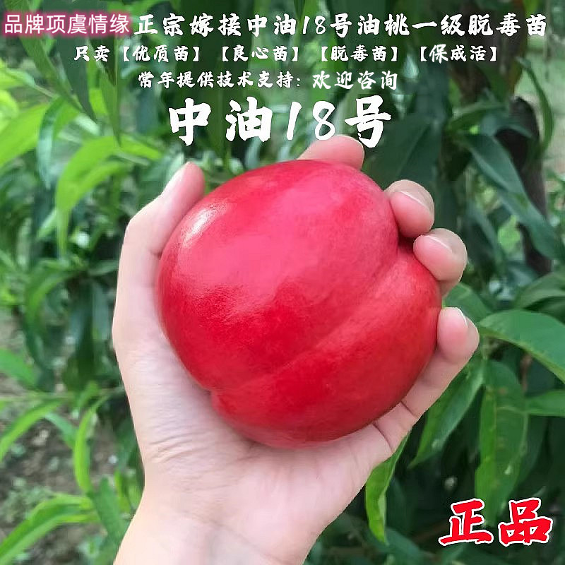 早熟白肉油桃树苗嫁接中油18号油桃苗十八脆甜耐储运南方北方种植
