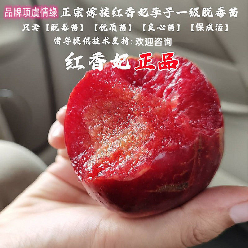 特大晚熟耐寒李树果苗红香妃李子苗红肉杏李树苗南方北方庭院种植