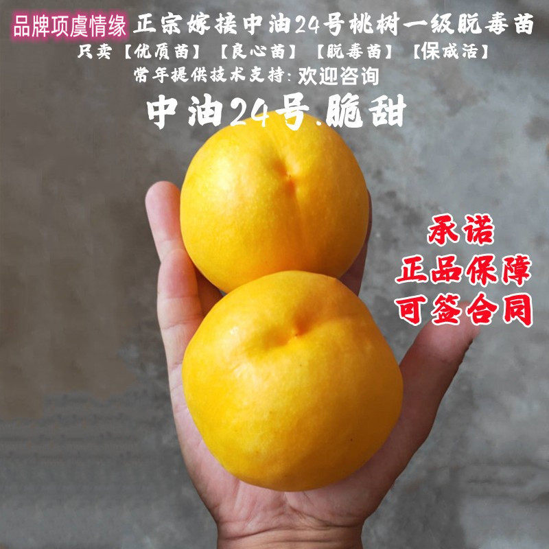 新品种8月晚熟油桃树苗果苗嫁接中油24号黄肉油桃苗二十四号桃苗