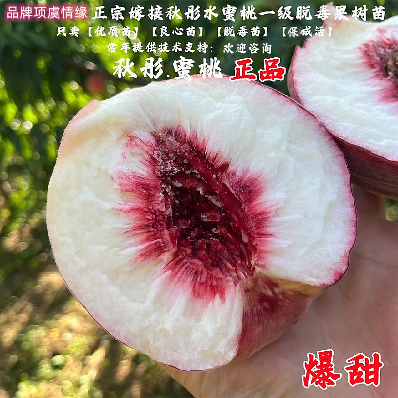 嫁接离核水蜜桃秋彤桃树苗特大果脆甜晚熟桃苗盆栽地栽南北方种植