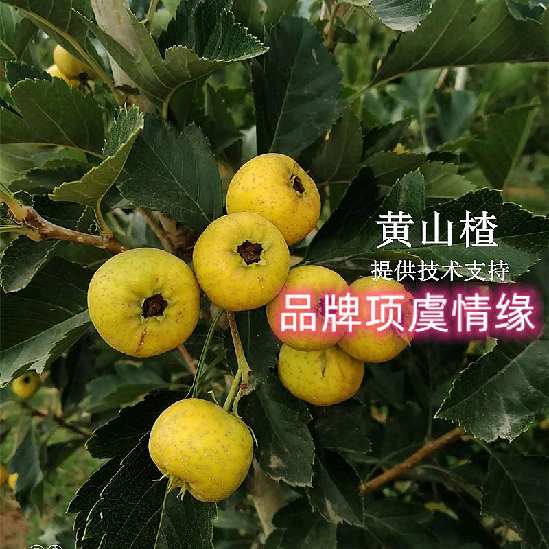 无籽甜山楂树活苗嫁接黄山楂树苗大盆栽地栽南方北方种植果树苗