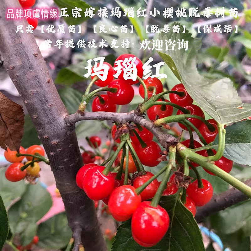 嫁接早熟纯甜玛瑙红小樱桃苗云南四川樱桃树苗南方北方种植果树苗