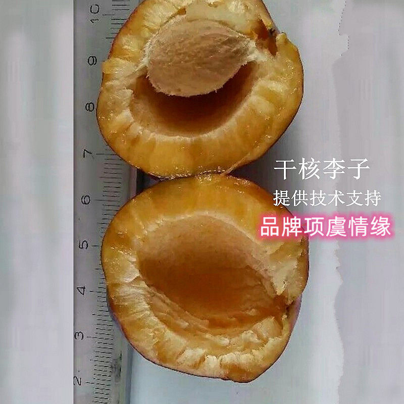 李树果树嫁接大黄干核李子树苗抗寒红干核李子苗特大东北耐寒果苗
