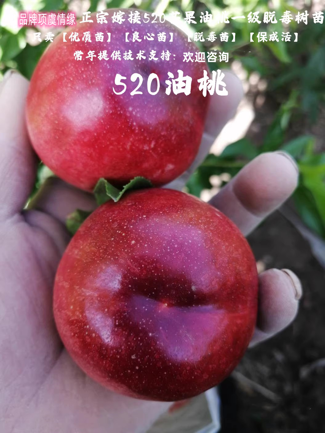 特早熟5月成熟黄肉520油桃树苗嫁接红芒果油桃苗脆甜南方北方种植
