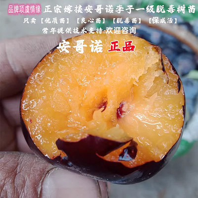 特大李树果苗树苗晚熟脆甜安哥诺李子苗嫁接李苗地栽南方北方种植