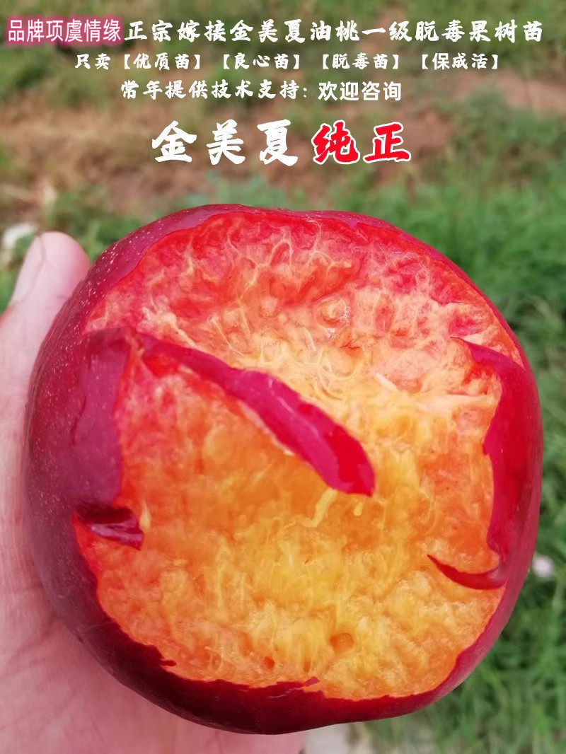 嫁接金美夏油桃苗水蜜桃特大果软甜多汁红肉油桃树苗南方北方种植