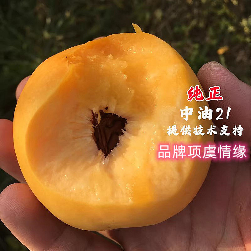 晚熟离核黄肉油桃树苗9月成熟嫁接中油21号油桃苗脆甜南北方种植