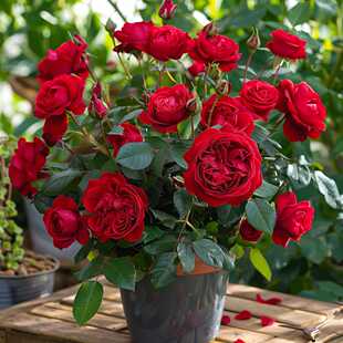 绝色果汁月季小盆栽花苗四季开花卉蔷薇玫瑰带花苞室内阳台植物