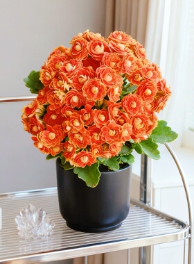 正版金狐狸长寿花盆栽大花重瓣好养盆栽带花苞花卉基地直发