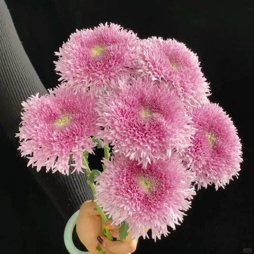 泰迪小雏菊140#盆云南基地直发好养盆栽适合庭院阳台