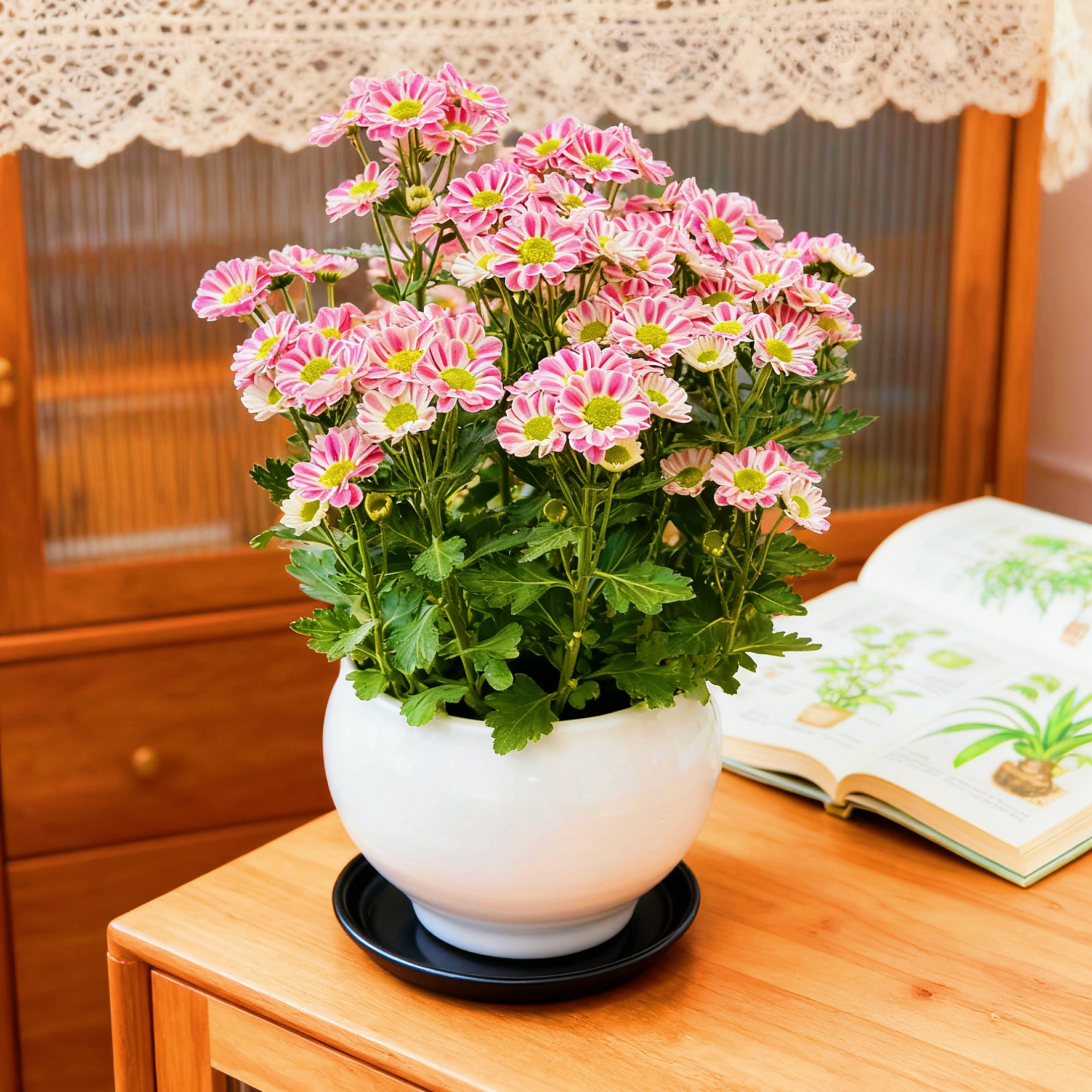 小雏菊盆栽带花苞好养花卉室内阳台庭院耐热寒好养活易活植物