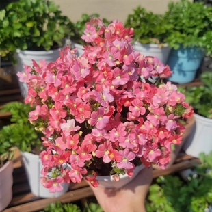 龙面花春季爆花机器有香味小盆耐寒花期长阳台花园带花带花苞易活