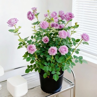 欧月盆栽蓝色风暴月季花盆栽带花发多年生木本花卉花期长室内外