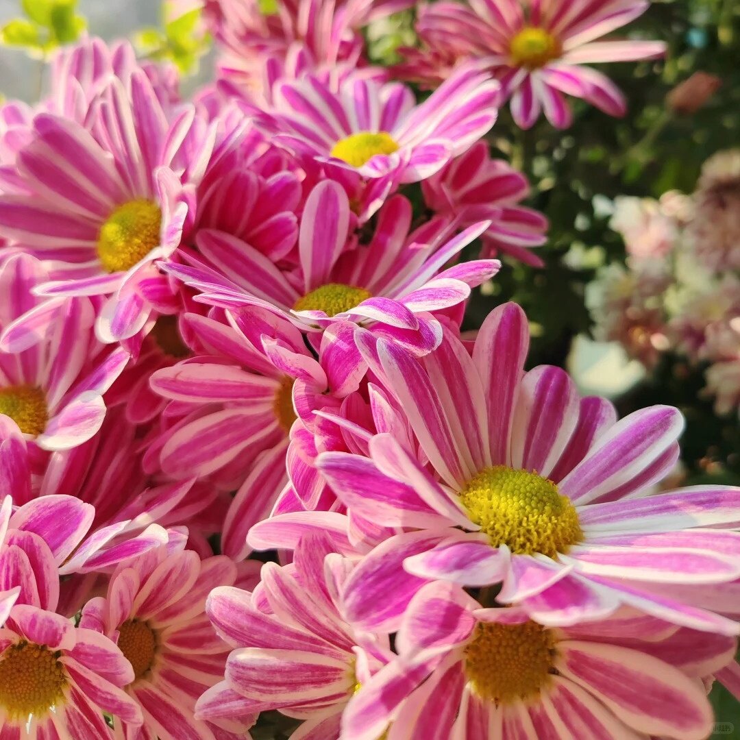 彩虹滑滑梯荷兰菊小雏菊140#盆云南基地直发好养盆栽适合庭院阳台