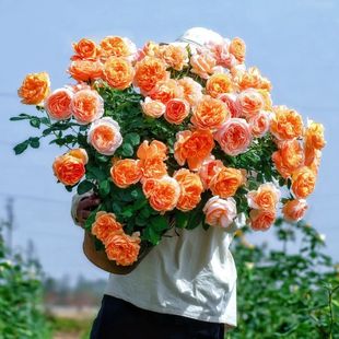 云南直发欧月季花苗果汁阳台带花苞庭院盆栽花园地栽四季勤花好养