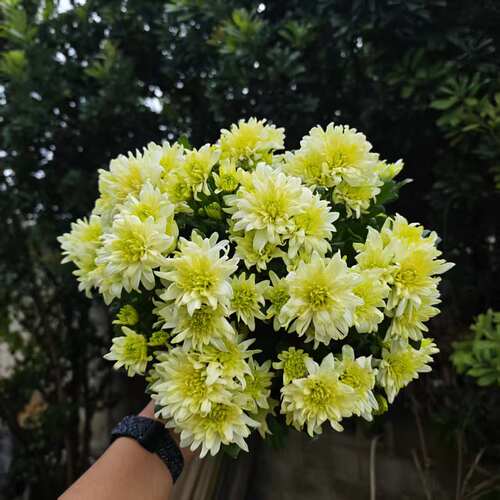 【绿精灵】荷兰菊盆栽多年生宿根植物新手室内外好养植物