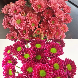 吉祥茉莉雏菊盆栽小菊斑纹小菊多年生阳台庭院好养易活植物带花
